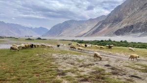 Vallée de Nubra