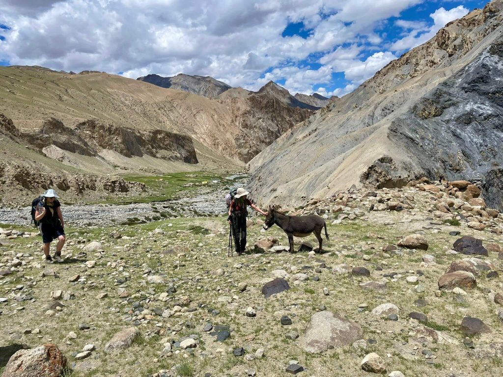 Markha Valley Trek 