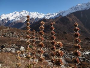 Langtang Valley Trek