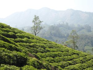 Munnar, Kerala