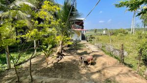 3 little birds homestay - Tangalle