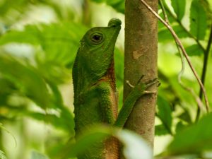 forêt tropicale de Sinharaja