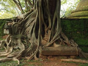 Polonnaruwa : des ruines au cœur de la jungle
